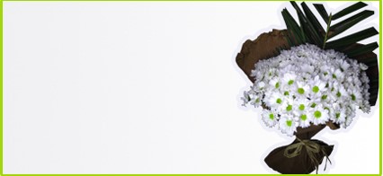 Kır çiçekleri Papatyalar